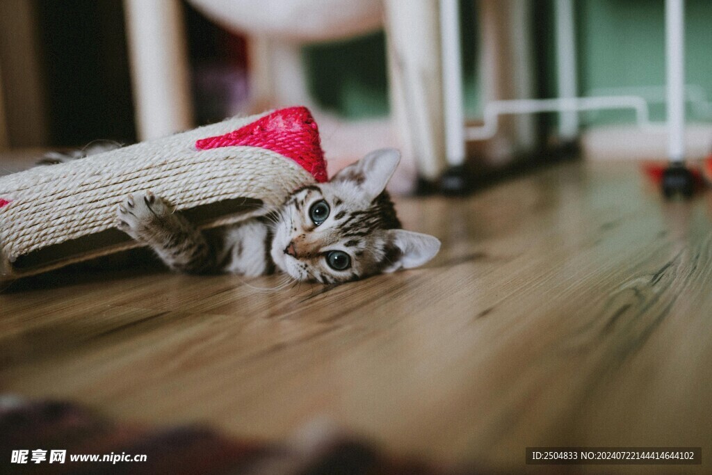 猫