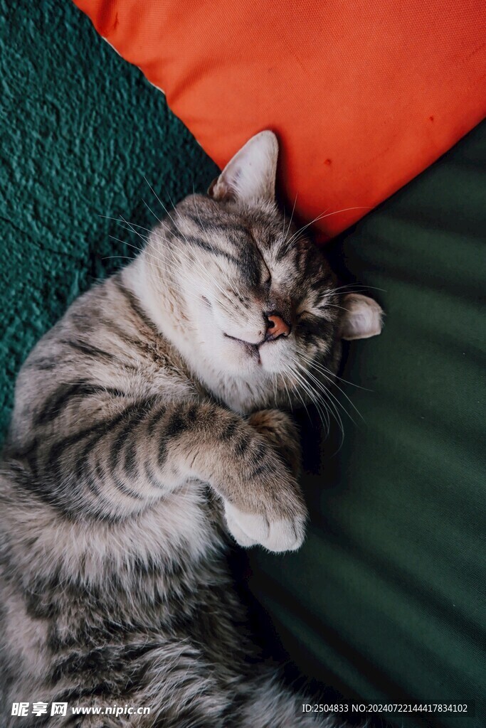 猫