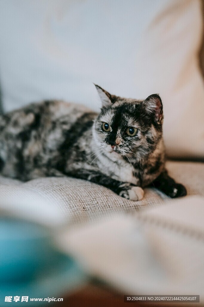 猫
