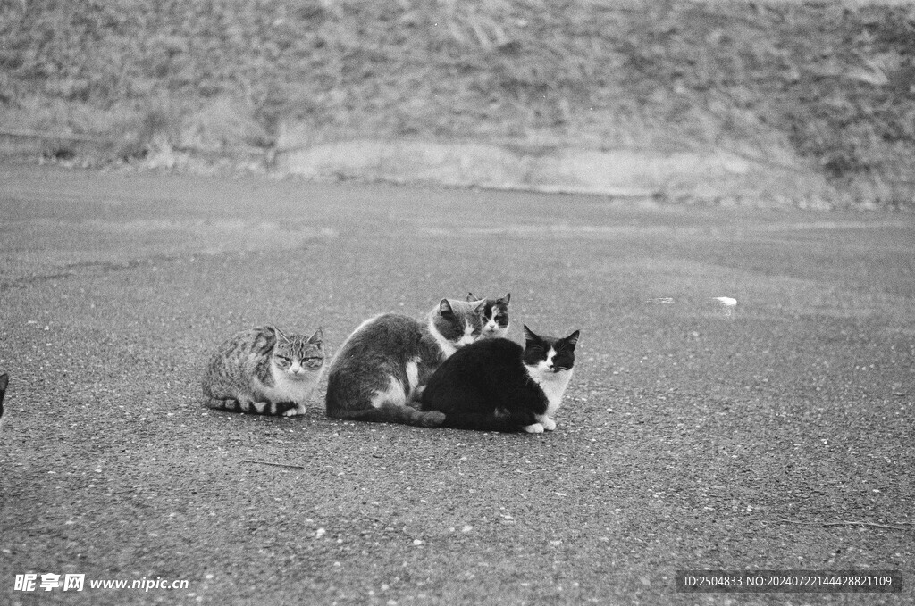 猫