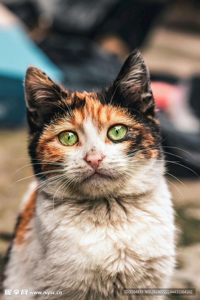 猫