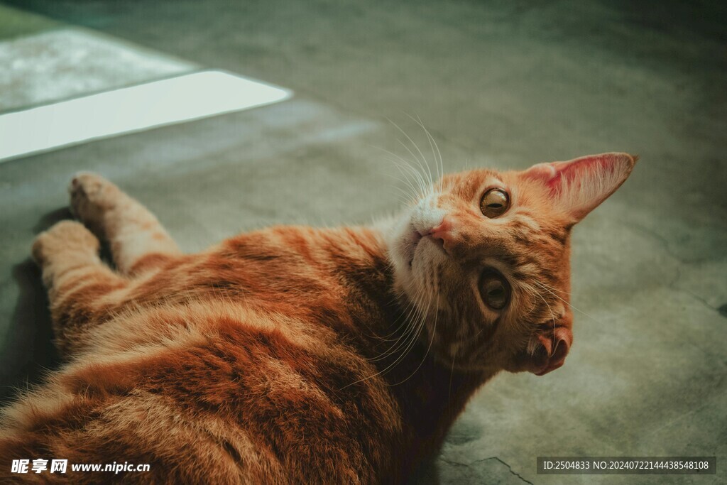 猫
