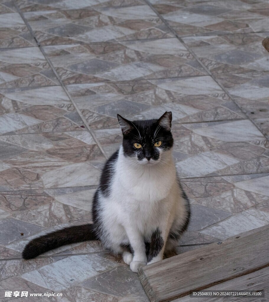 猫