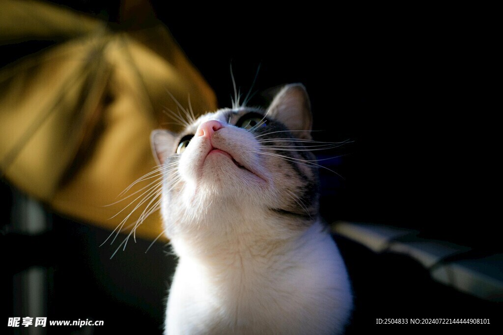 猫