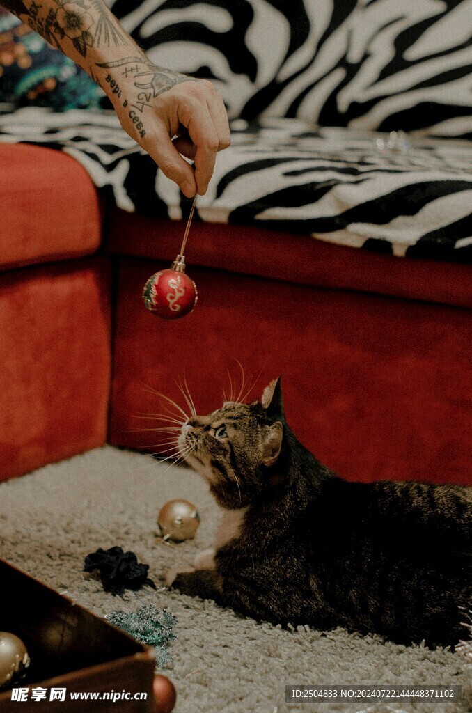 猫