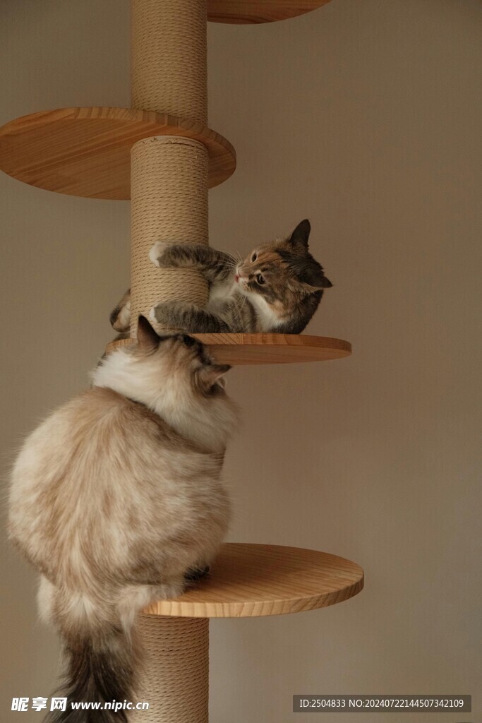 猫