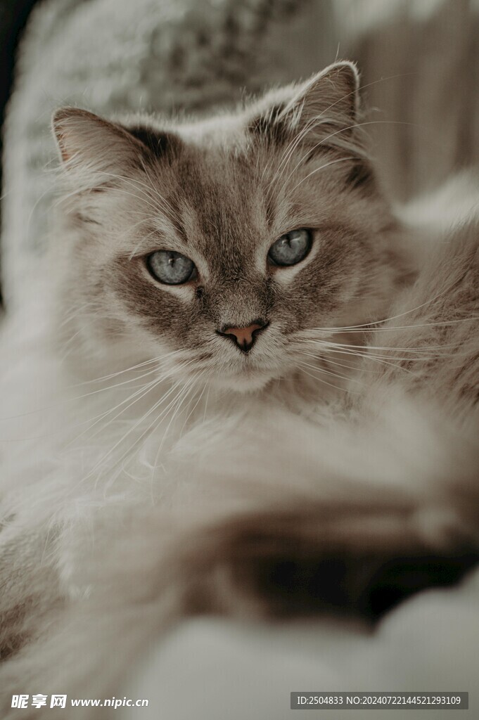 猫