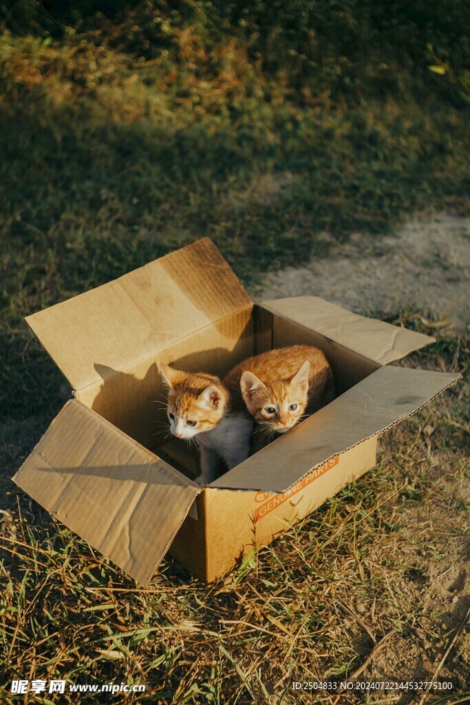 猫
