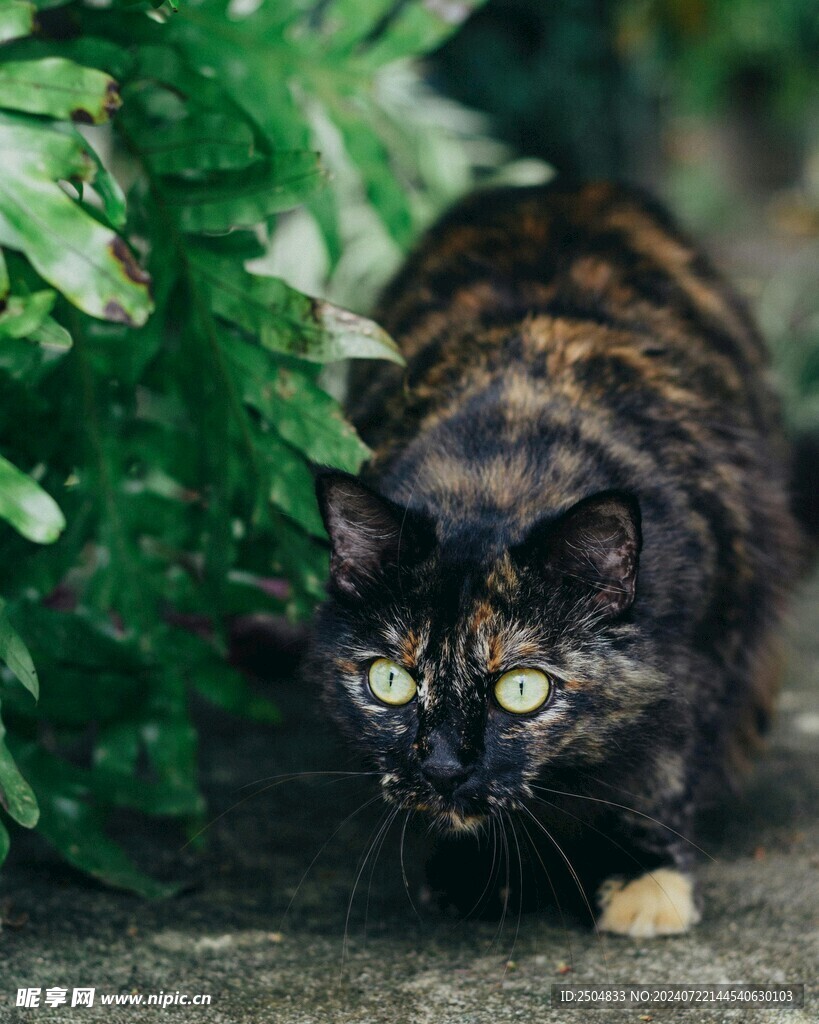 猫