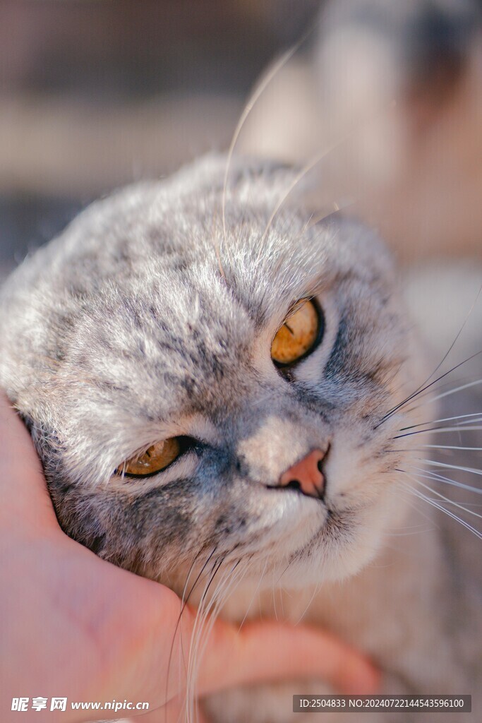 猫