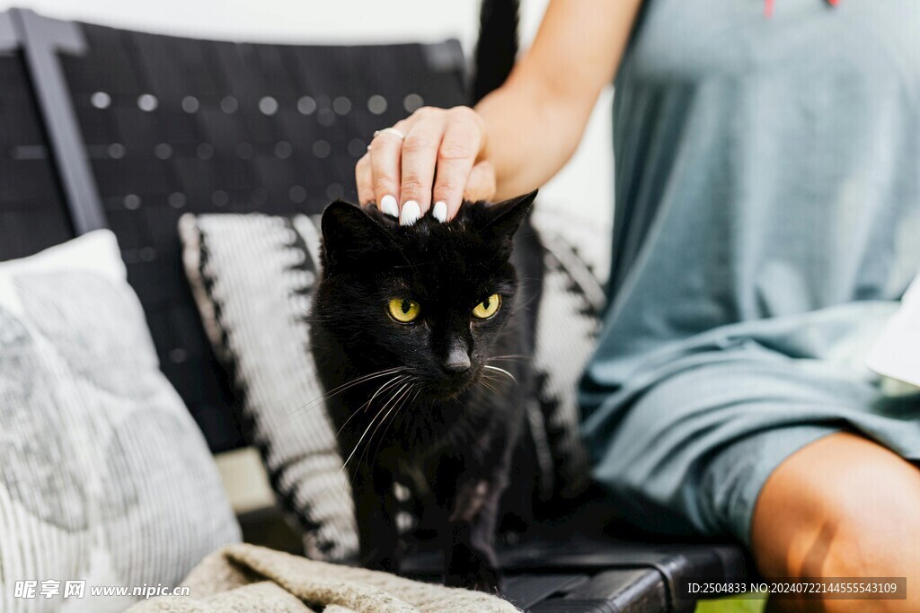 猫