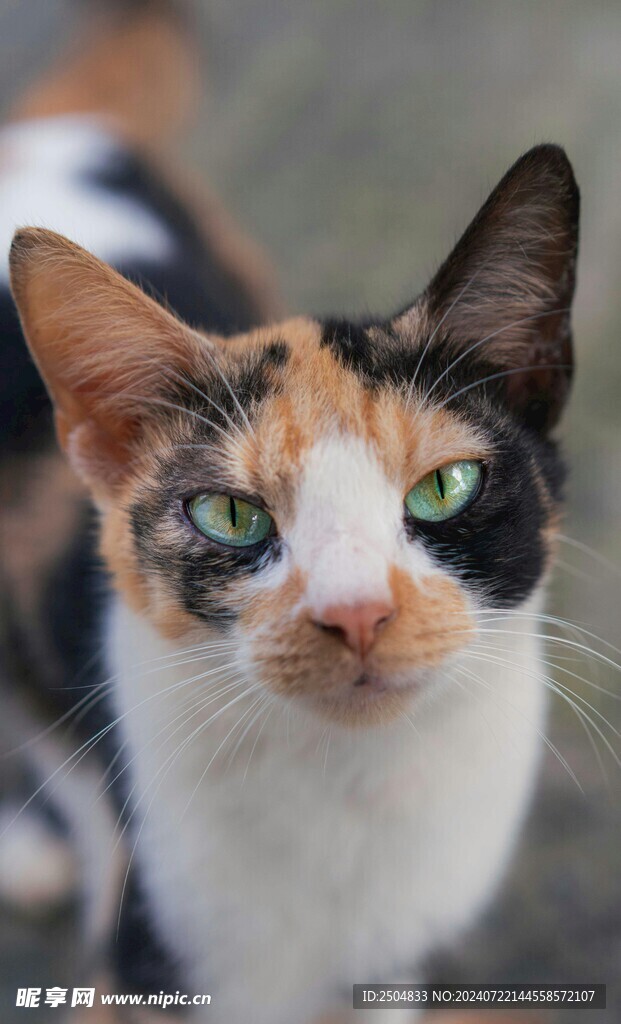 猫