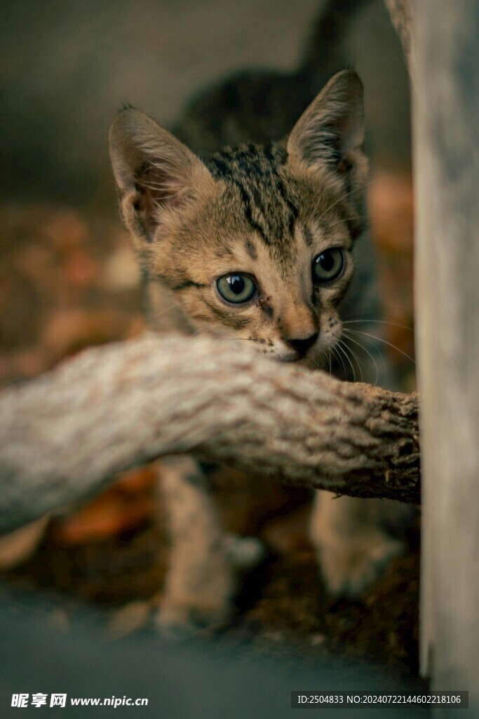 猫