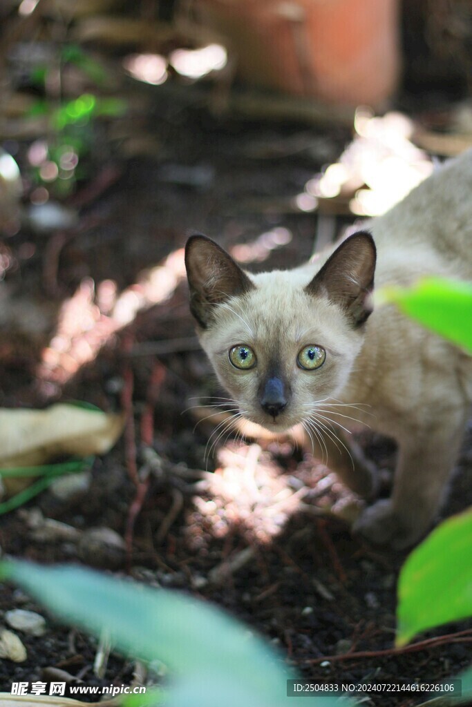 猫