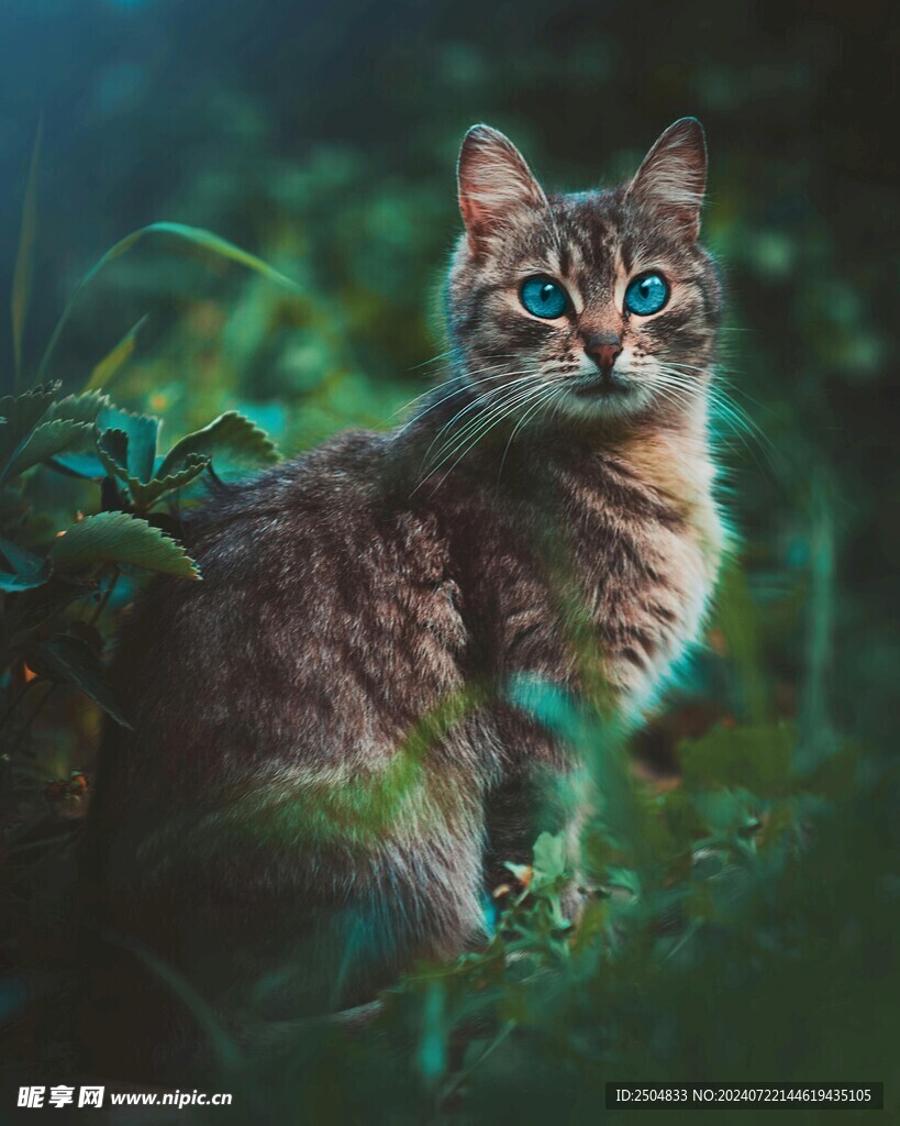 猫