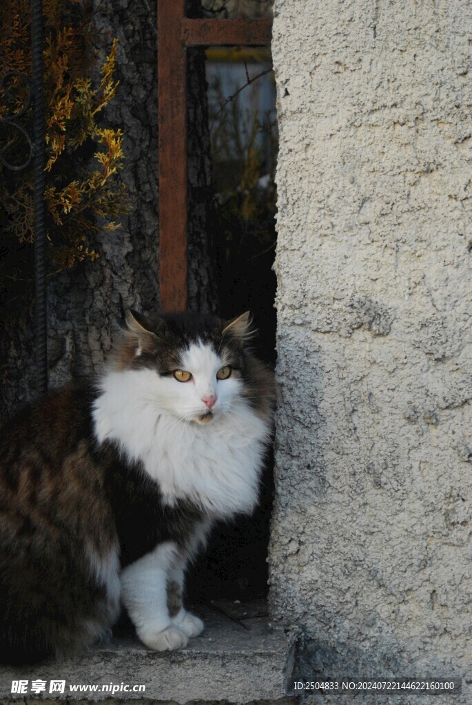 猫