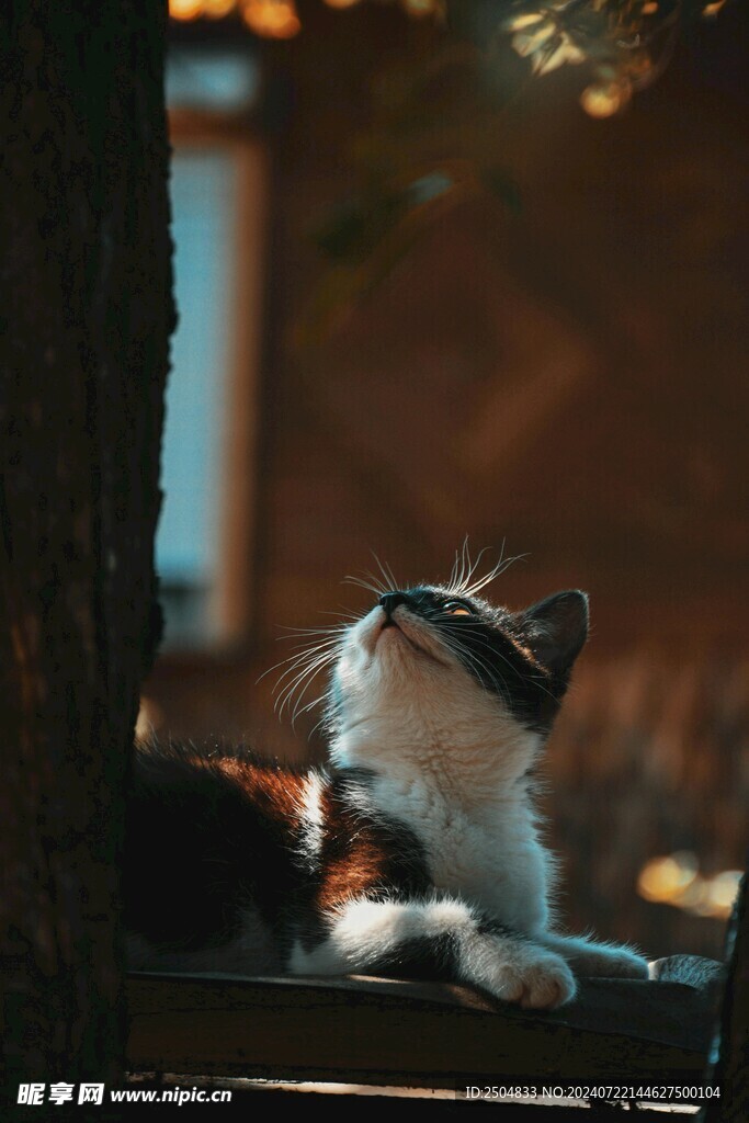 猫