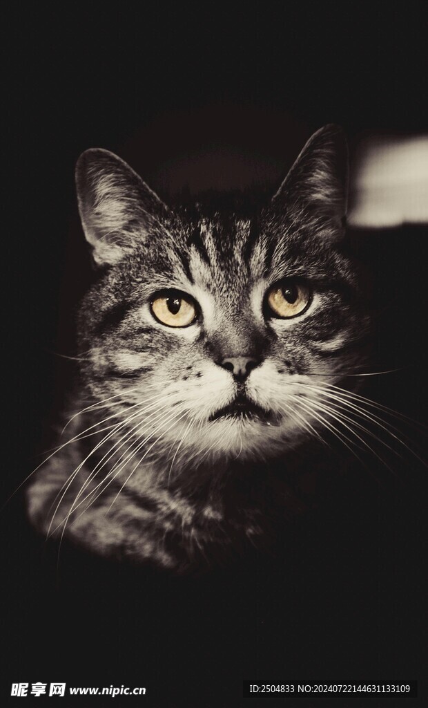 猫