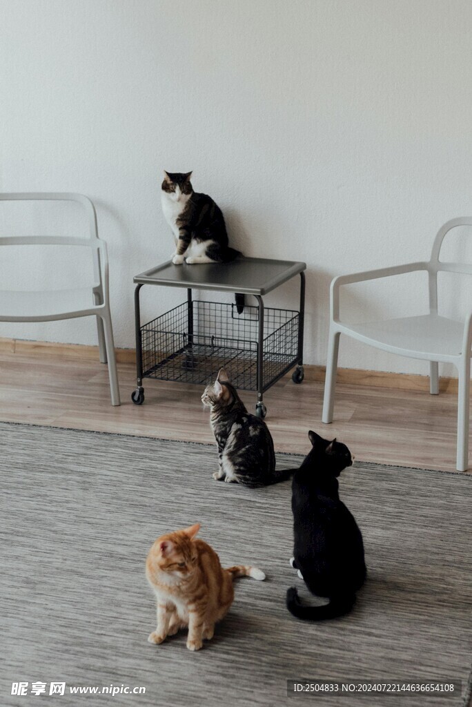 猫