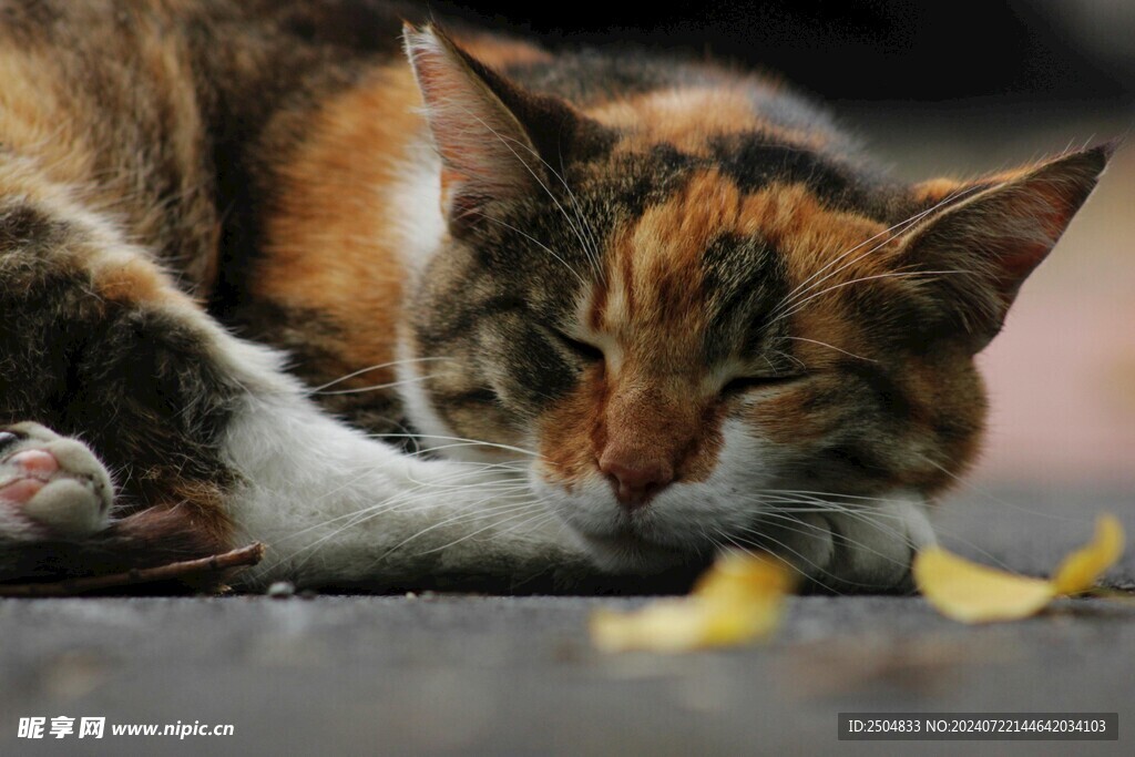 猫