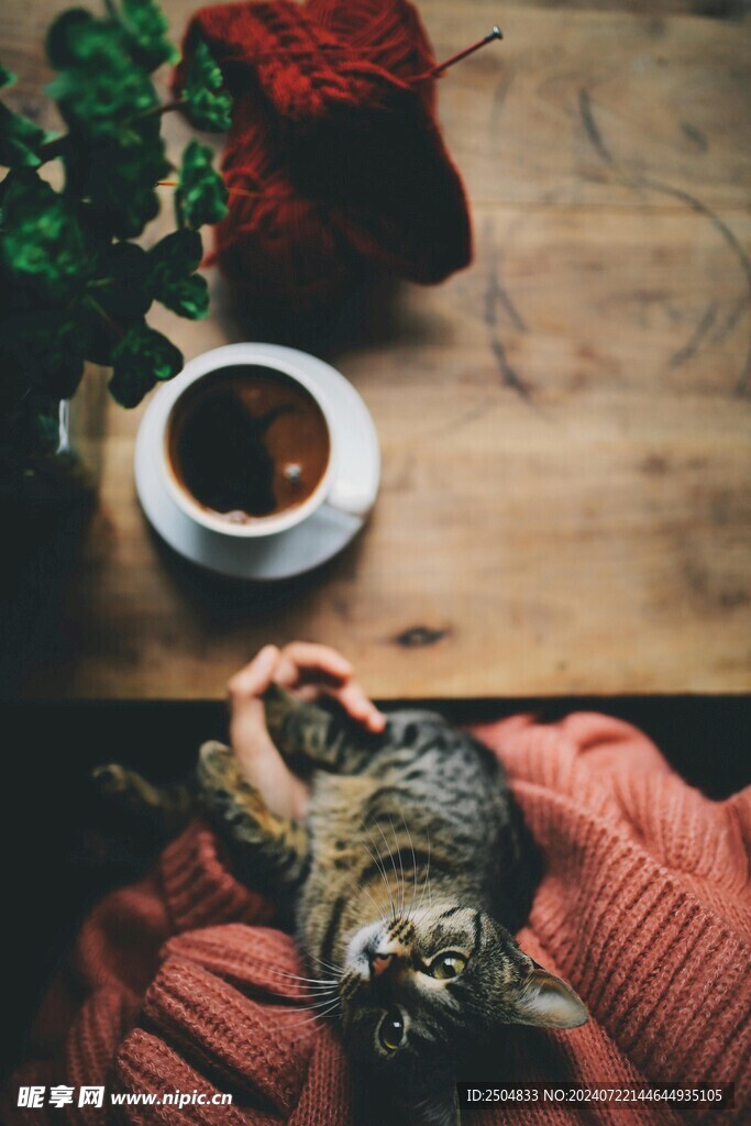 猫