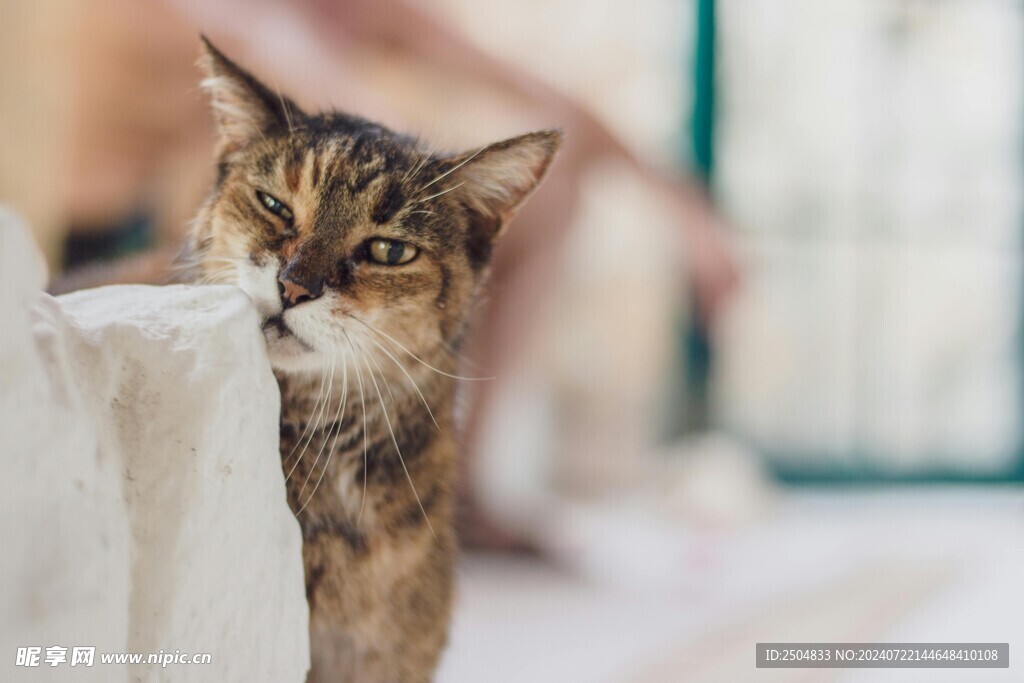 猫