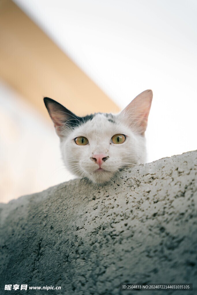猫