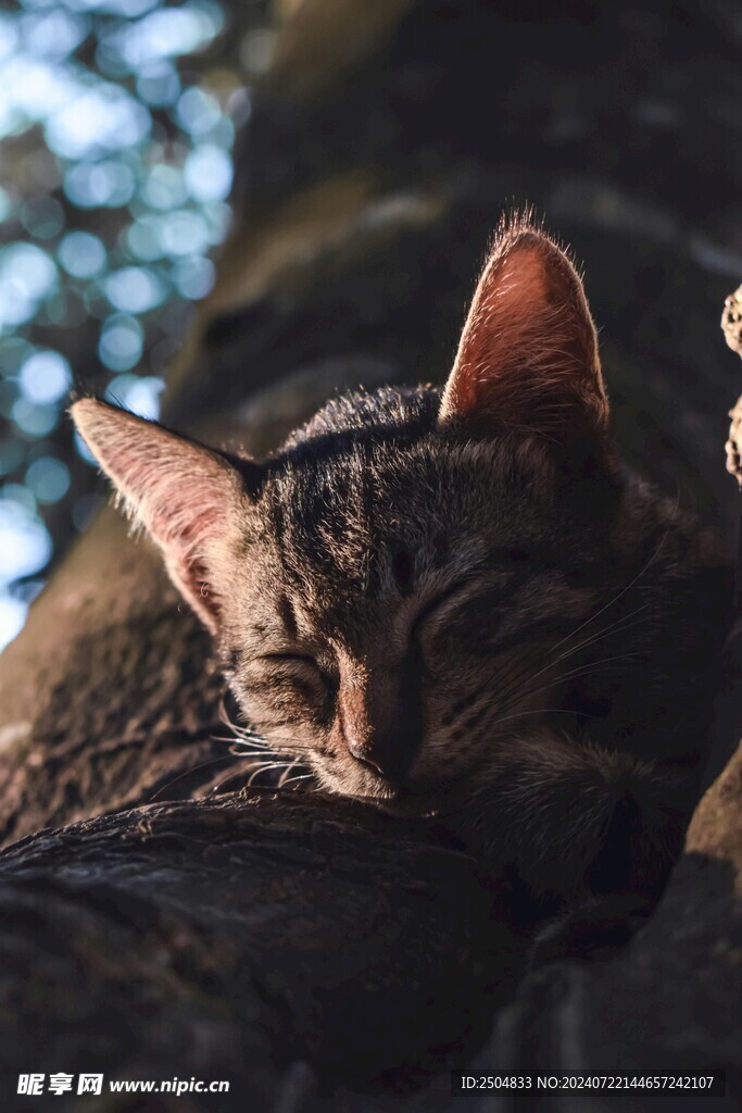 猫