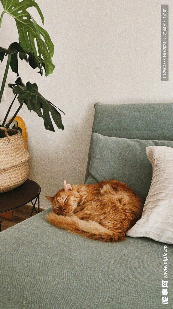 猫