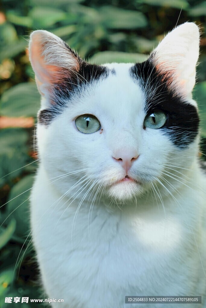 猫