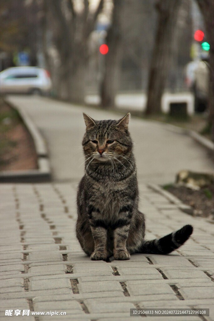 猫