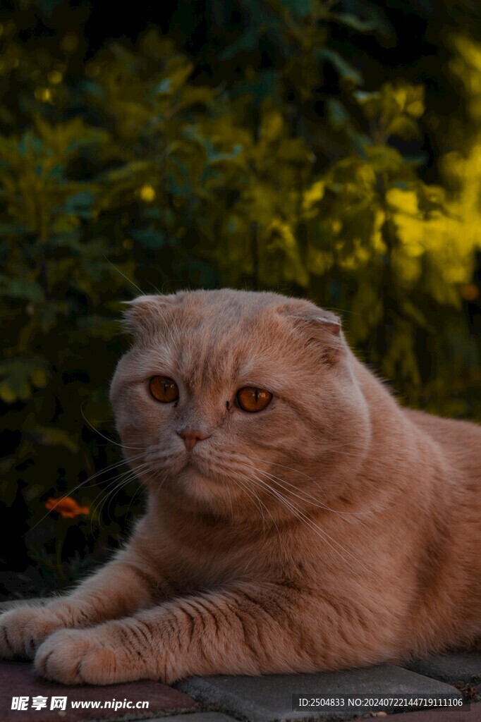 猫
