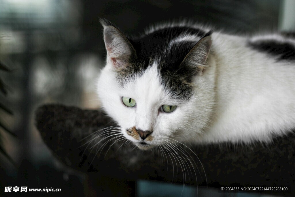 猫
