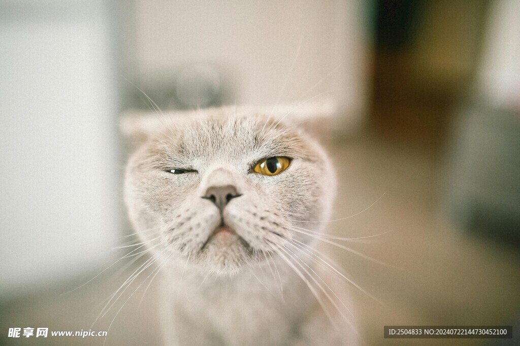 猫