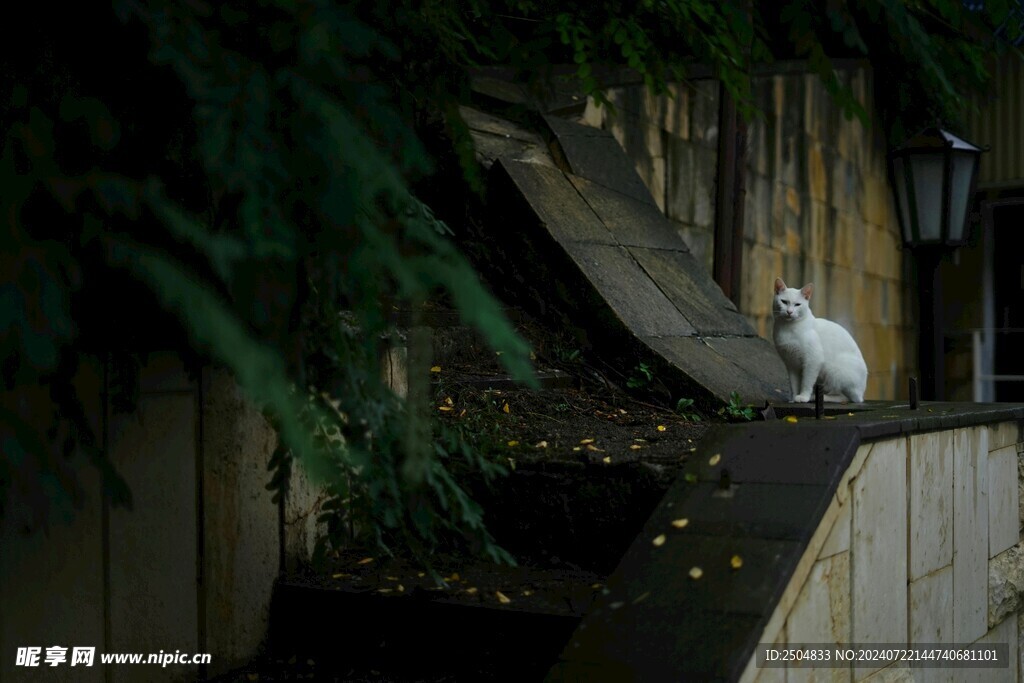 猫