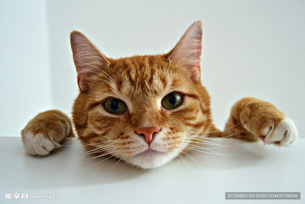 猫