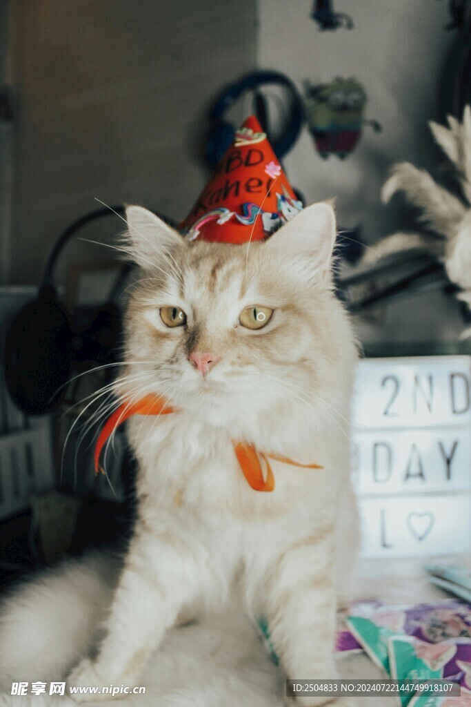 猫