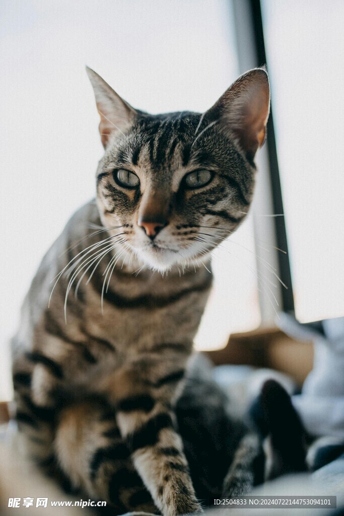 猫