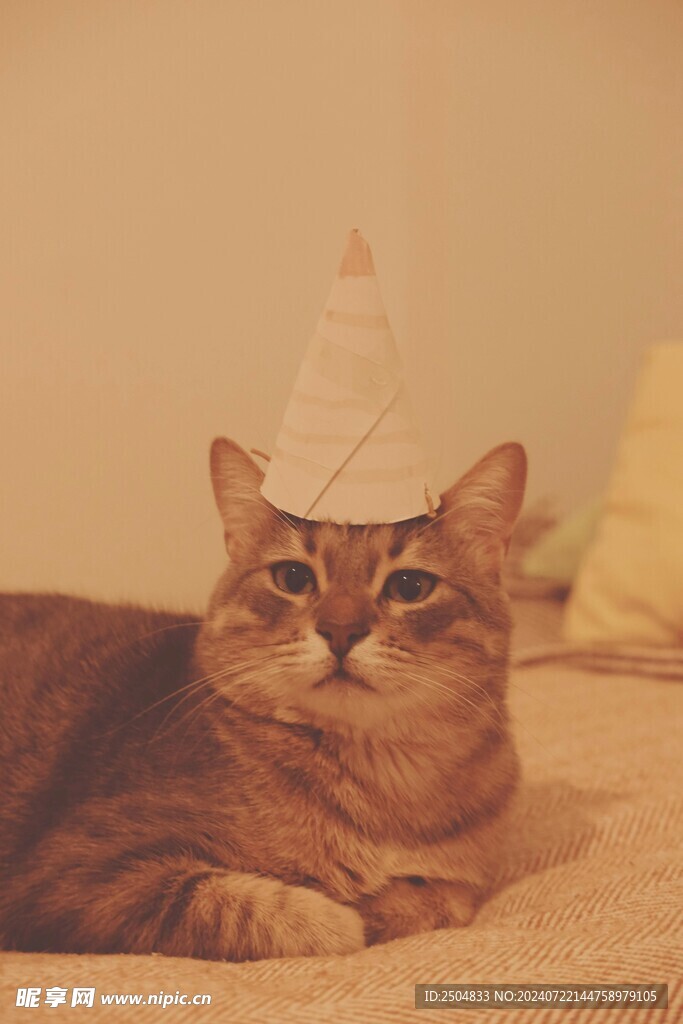 猫