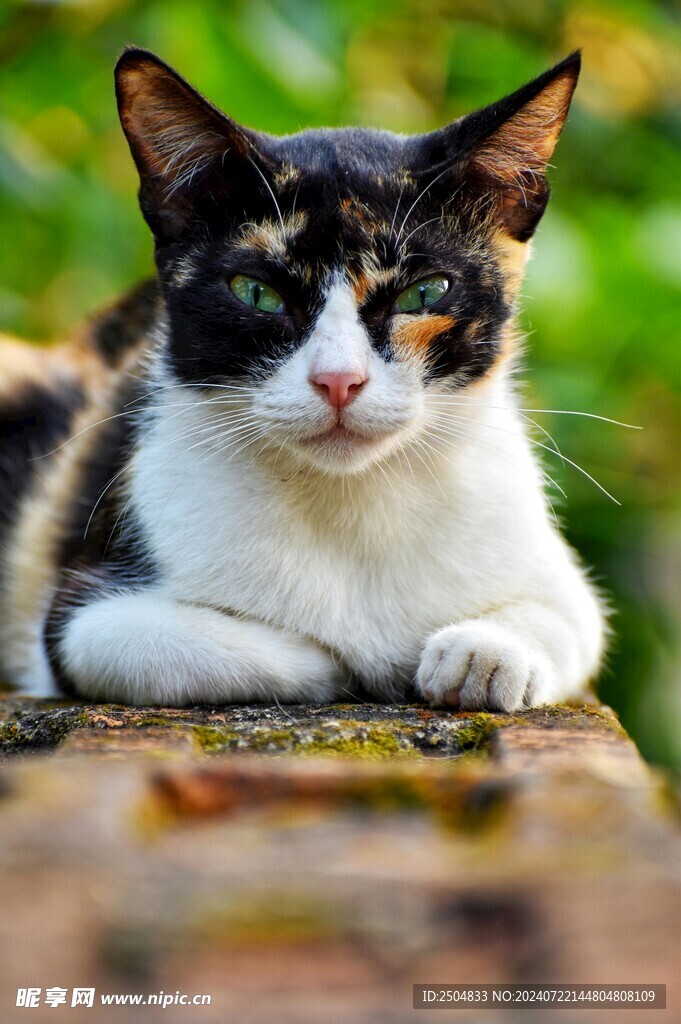 猫