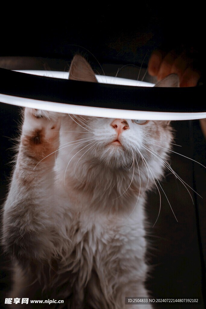 猫
