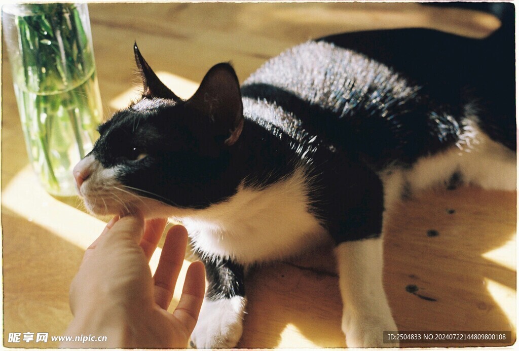 猫