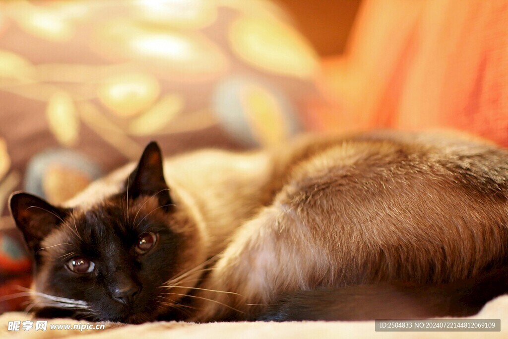 猫