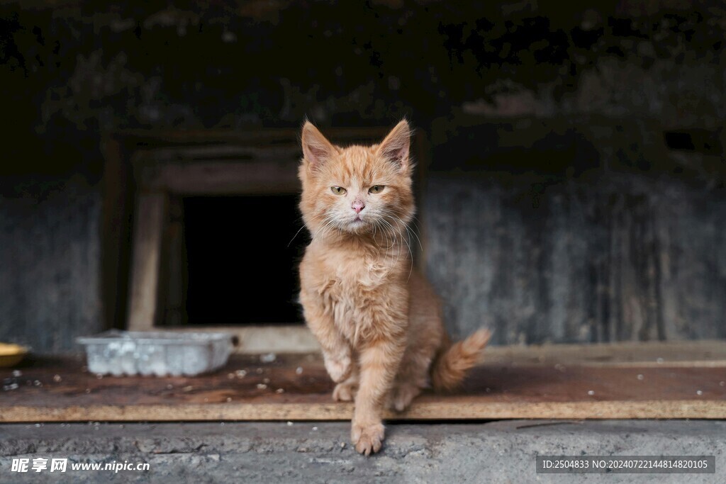 猫