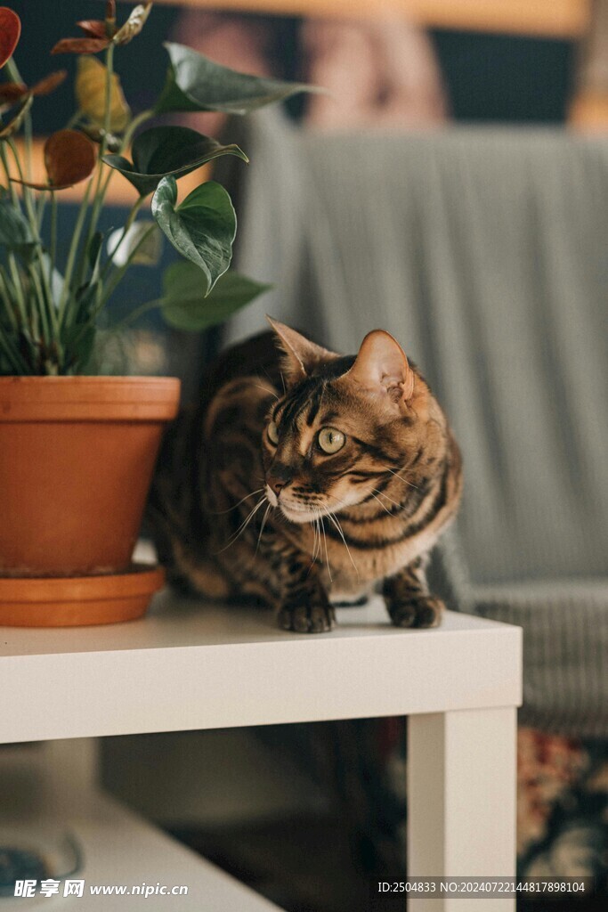 猫