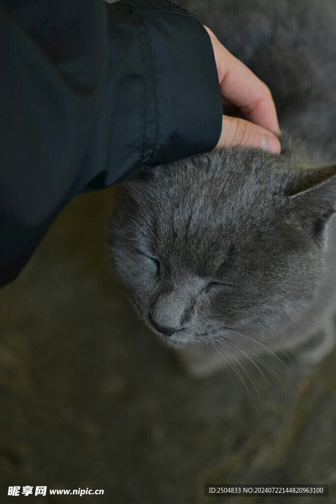 猫