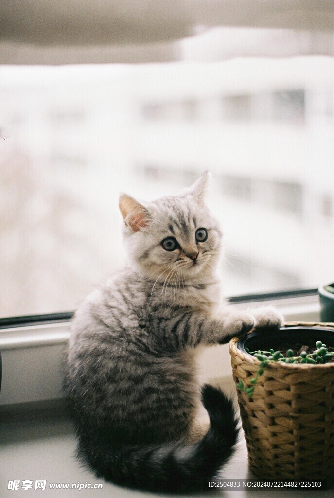 猫