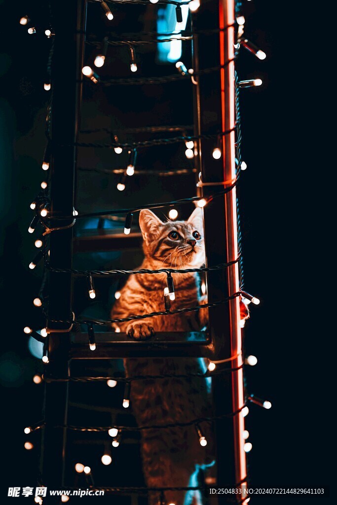 猫