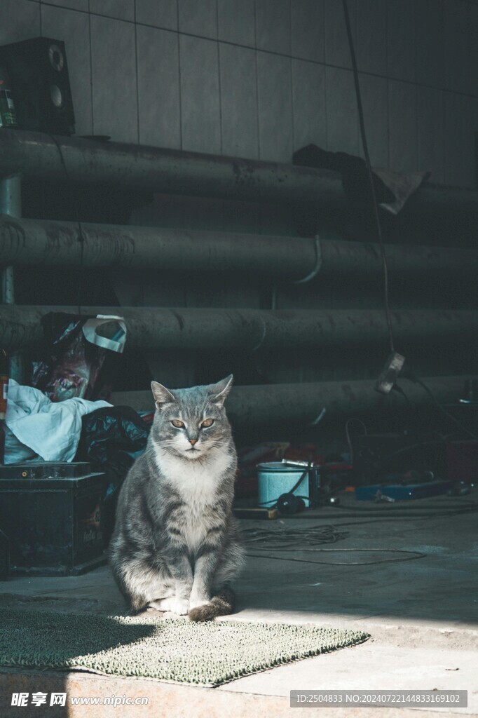 猫