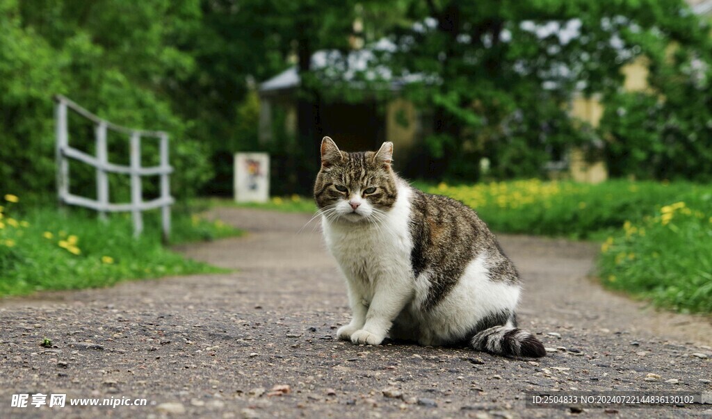 猫